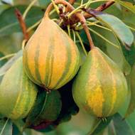 Саджанець Груша Писанка